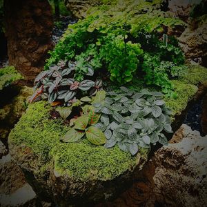 High angle view of plants growing in forest