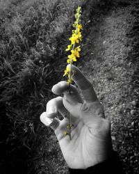 Close-up of yellow flowers