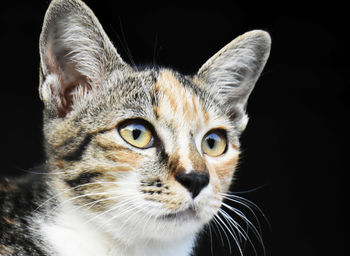 Close-up portrait of a cat over black background