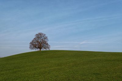 Tree on field against sky