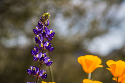 Close-up of purple flowering plant on field