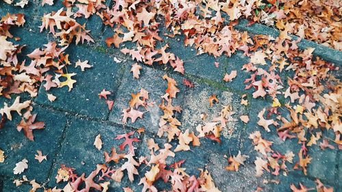 High angle view of fallen maple leaves