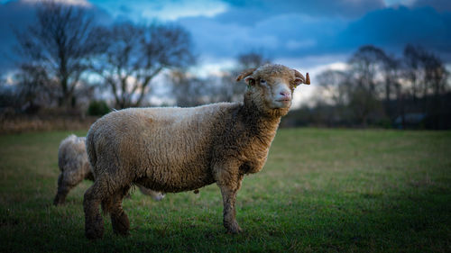 Portrait of sheep on field
