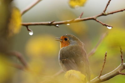Close-up of bird perching on branch