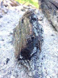 Close-up of tree trunk