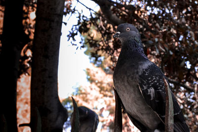 Close-up of pigeon perching on tree