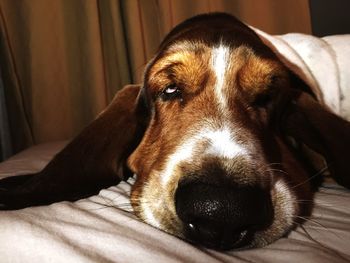 Close-up of dog resting