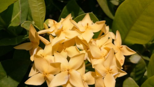 Close-up of white flowering plants