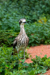 Bird perching on a rock