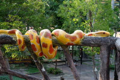 Close-up of mushrooms growing on tree