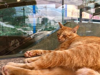 Cat lying in glass window