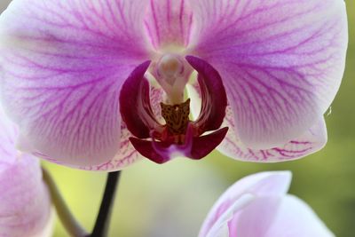 Close-up of pink flower