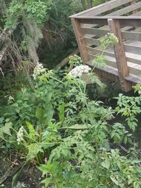 High angle view of plants in garden