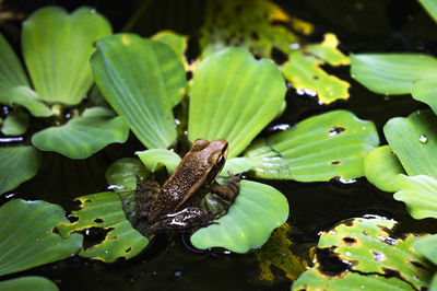 Close-up of green leaves floating on lake