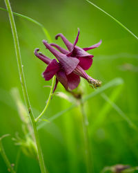 Close-up of purple flowering plant