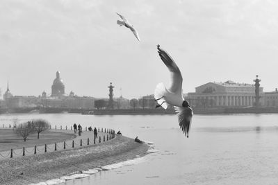 Seagulls flying over river