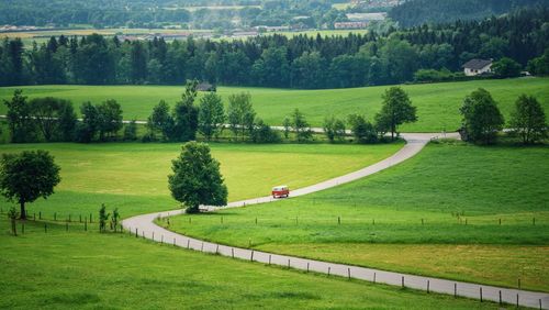 Scenic view of trees on field