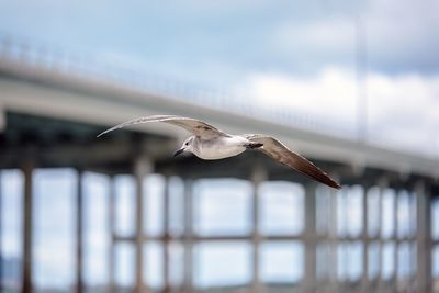 Seagull flying against bridge