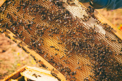 Close-up of bee on hive