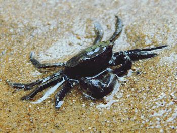 Close-up of crab