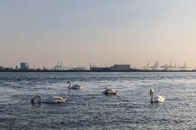 White swans swim in the sea, ocean. in the background are ships and seaport. beautiful waves
