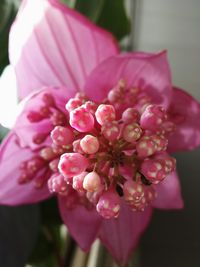 Close-up of pink flowers