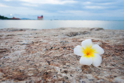 Close-up of white flower on sea shore against sky