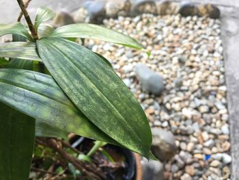 Close-up of fresh green plant