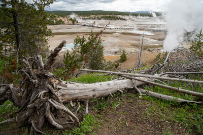 High angle view of driftwood on field