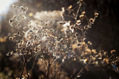 Close-up of plants growing on field