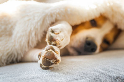 Close-up of a dog resting