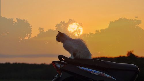 Silhouette horse by trees against sky during sunset