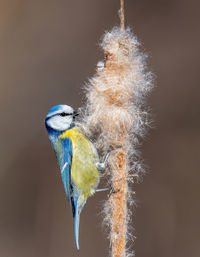 Close-up of bird perching on a branch