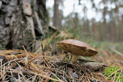 Close-up of mushroom on tree in forest