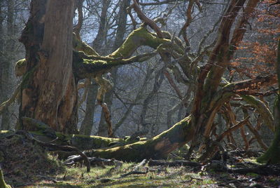 View of bare trees in forest