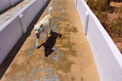 High angle view of dog on walkway