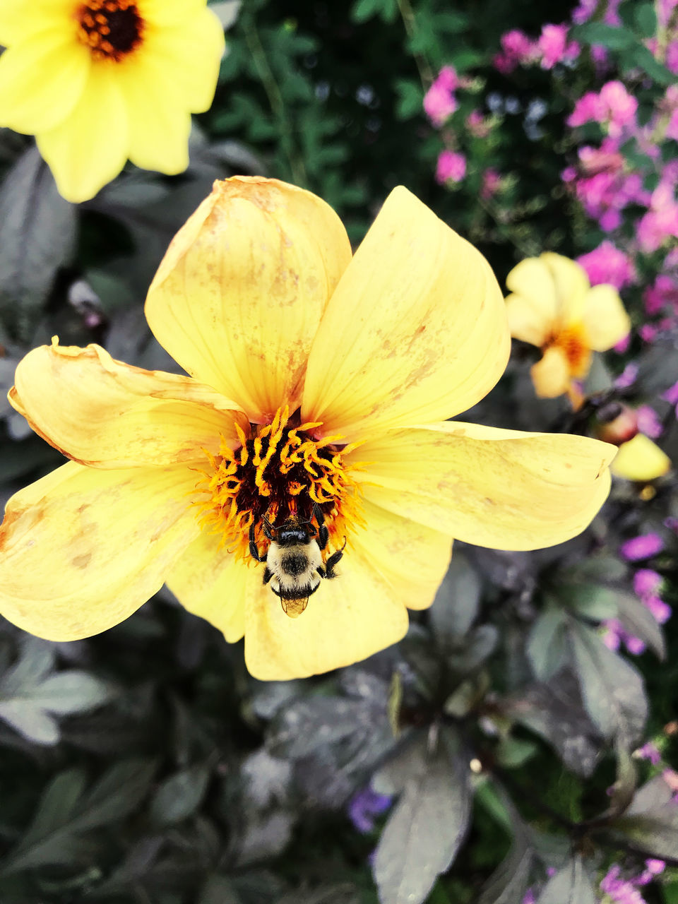 CLOSE-UP OF BEE POLLINATING ON YELLOW FLOWERING PLANT