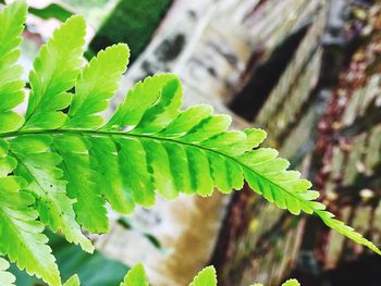 Close-up of green leaves