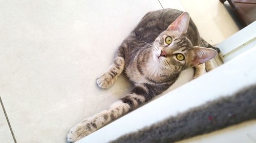 High angle portrait of cat lying on floor