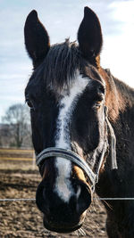 Close-up of a horse on field