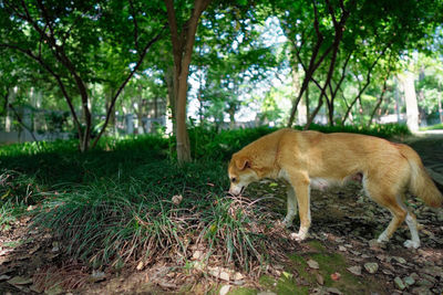 Side view of a cat in the forest