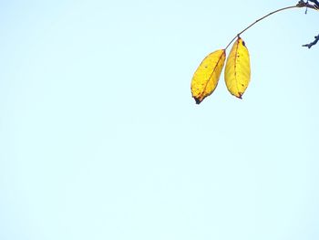 Low angle view of yellow tree against clear sky