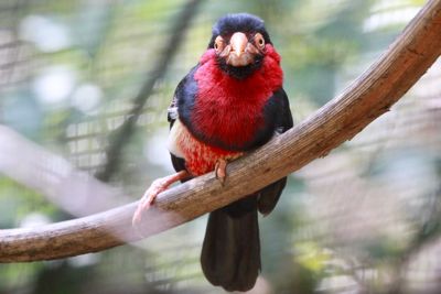 Close-up of bird perching on branch