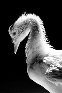 Close-up of seagull against black background