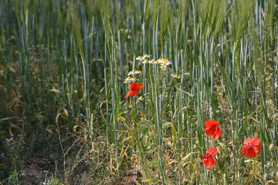 Close-up of red poppy in field