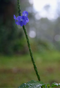 Close-up of purple flowers