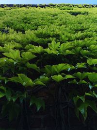 Crops growing on field