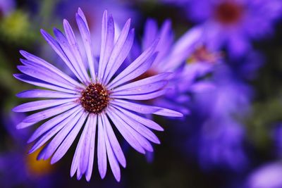 Close-up of purple flower blooming outdoors