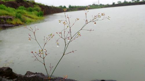 Scenic view of river with trees in background