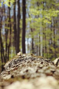 Close-up of lichen on tree trunk in forest